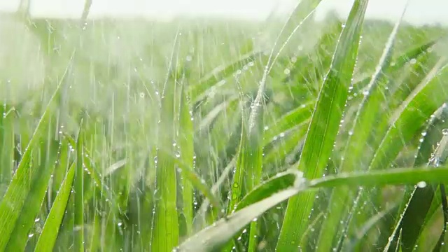 夏雨下着植物，慢动作视频素材