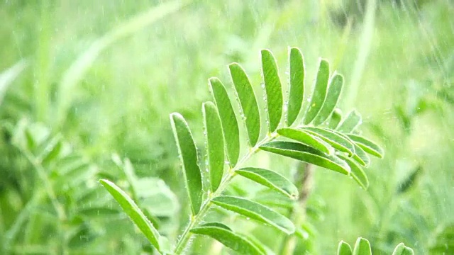 夏雨下着植物，慢动作视频素材