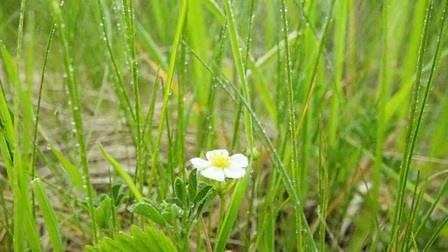 孤独的白花下一场夏雨，慢动作视频素材