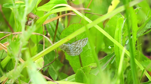 蝴蝶采集花蜜，然后起飞，慢镜头视频素材