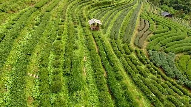 山上茶园梯田鸟瞰图。视频素材