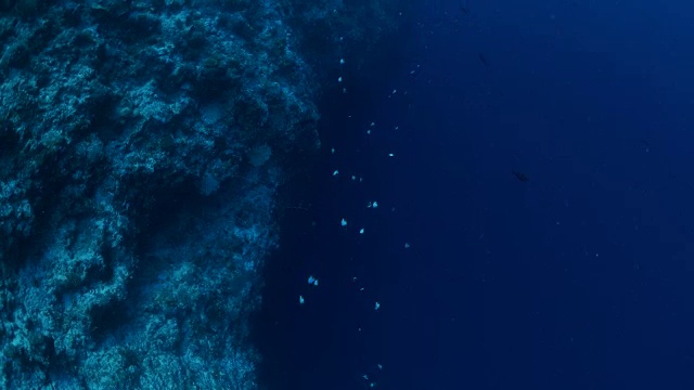 有鱼的深海礁石视频素材