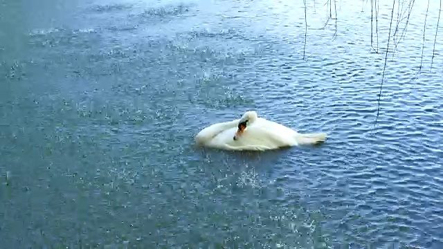 一只白色的天鹅在瀑布下的湖面上游泳。视频素材