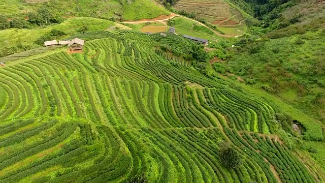 山上茶园梯田鸟瞰图。视频素材