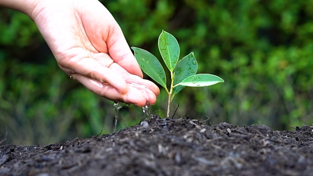 慢动作拍摄手给植物浇水视频素材