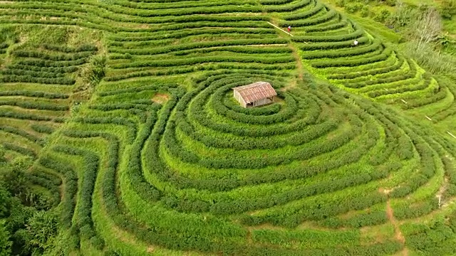 山上茶园梯田鸟瞰图。视频素材