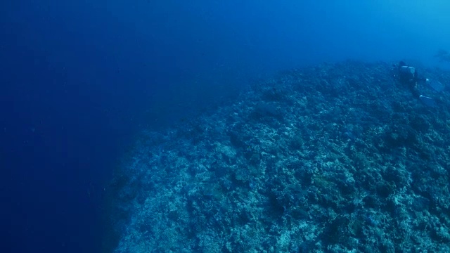 深海暗礁里的一大群鲹鱼视频素材