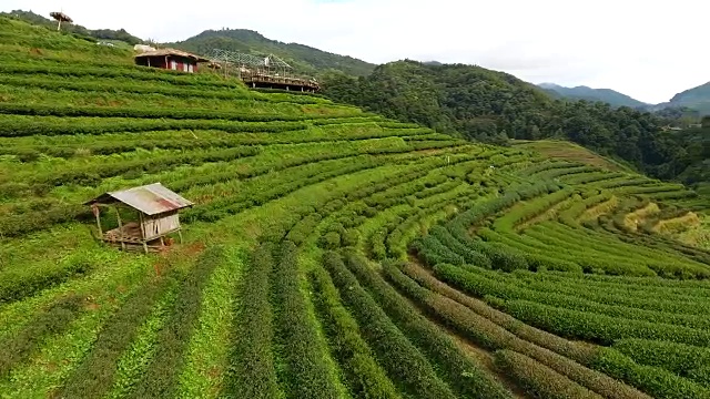 山上茶园梯田鸟瞰图。视频素材