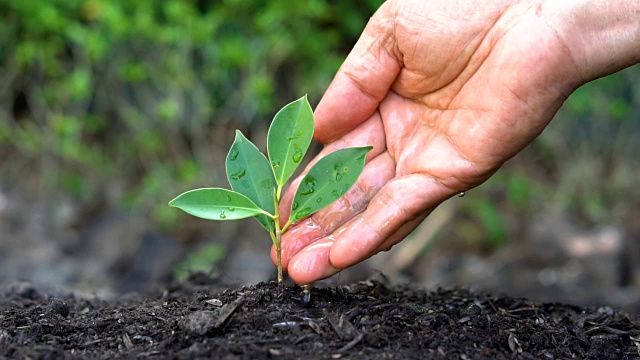 慢动作拍摄手给植物浇水。视频素材