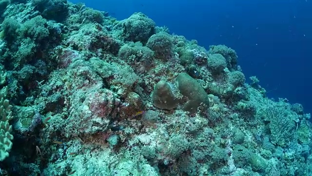 帕劳珊瑚礁，一群海鱼视频素材