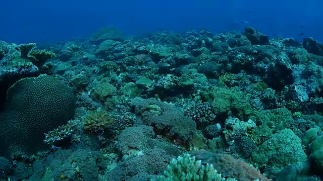 帕劳海底珊瑚礁视频素材