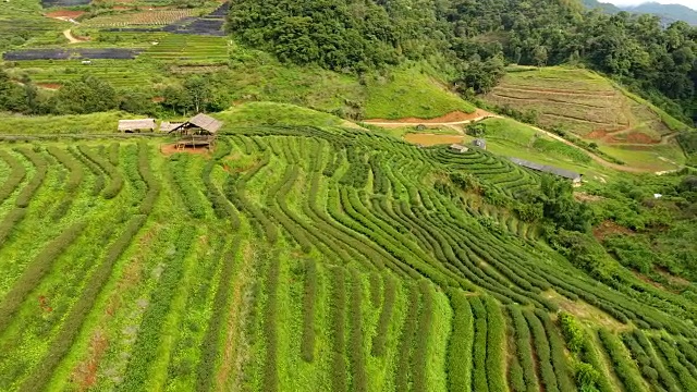 山上茶园梯田鸟瞰图。视频素材