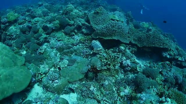 在帕劳群岛的珊瑚礁里潜水视频素材