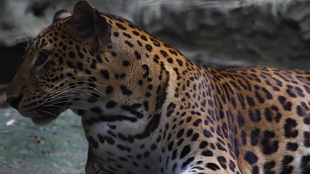 斯里兰卡Yala国家公园，斯里兰卡豹，Panthera pardus kotiya，大斑点猫躺在自然栖息地的树上视频素材