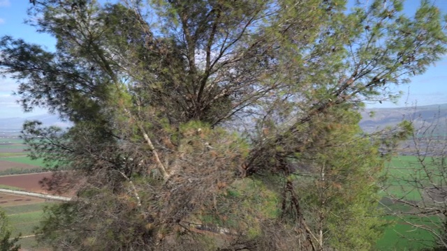 从高处拍摄草裙舞山谷视频素材