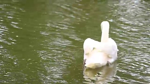 冬天的早晨，白天鹅在湖里游泳视频素材