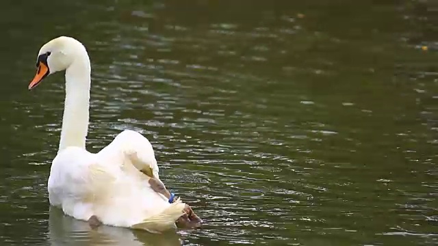 冬天的早晨，白天鹅在湖里游泳视频素材