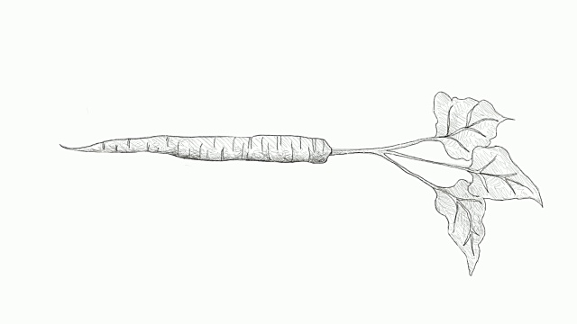 手绘的新鲜牛蒡视频剪辑视频素材