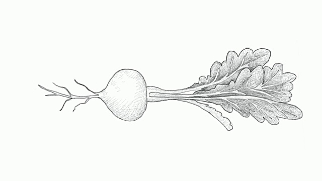 手绘的草原萝卜在白色的背景视频素材