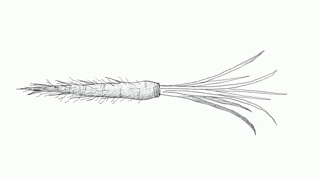 手绘的新鲜Salsify视频剪辑视频素材