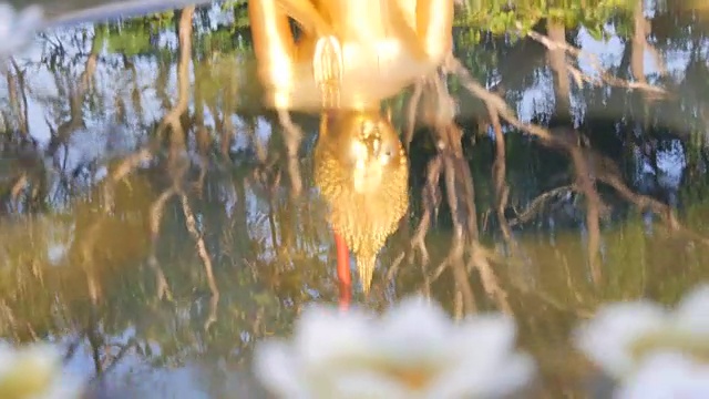 美丽的金色佛像在水中倒影，上面漂浮着各种各样的蜡烛，莲花的形式视频素材