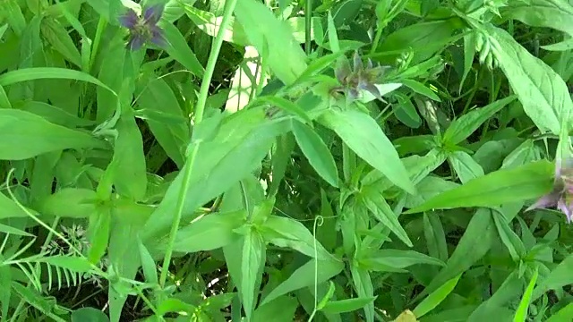 野花木牛。夏季草地上的死三棱虫视频素材