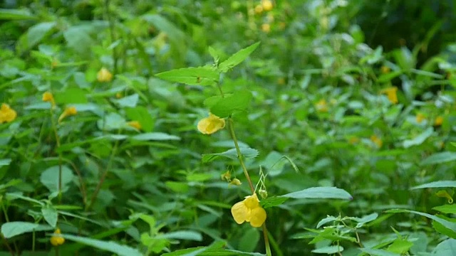 黄色凤仙花花瓣高清静态摄像视频素材