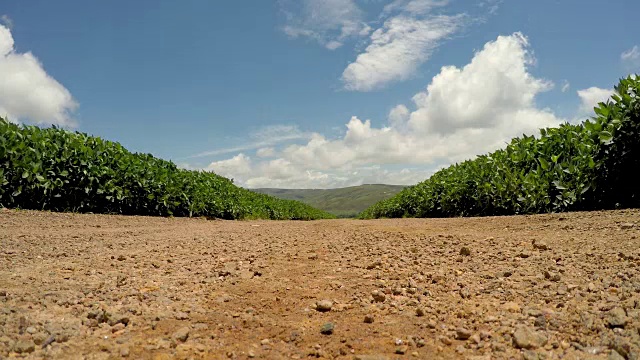 巴西山区大豆种植园路视频素材