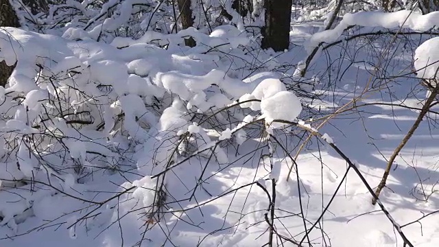 冬季森林和被雪覆盖的树木视频素材