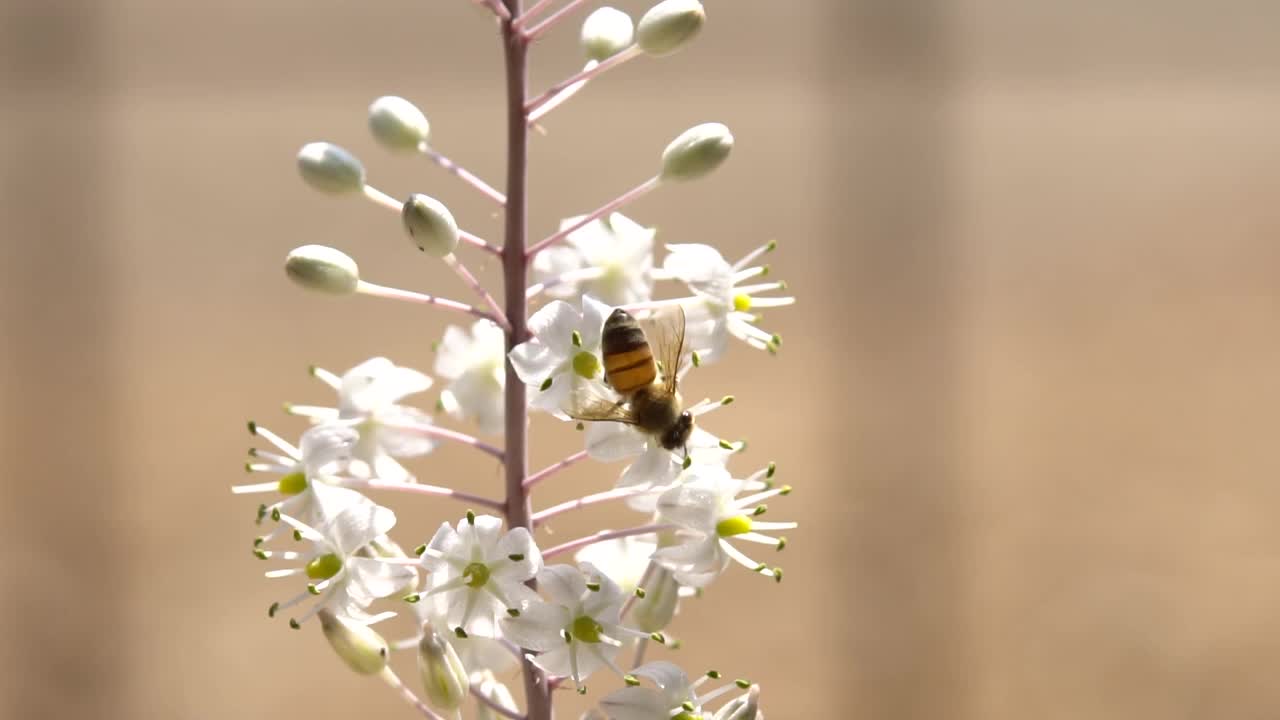 蜜蜂从白花中采集花蜜视频素材