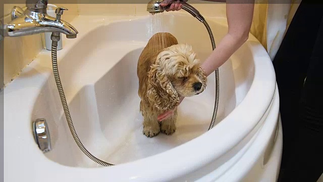 女人在淋浴时给狗洗后背和尾巴视频素材