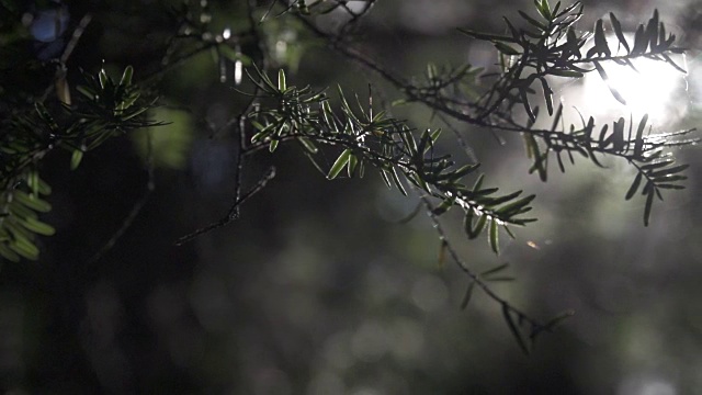 阳光穿过森林里的植物。视频素材