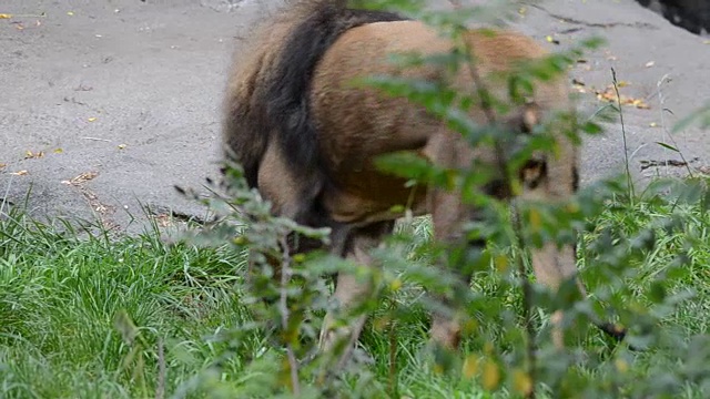 丛林之王狮子视频下载