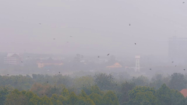 丛林中的热带雨。燕子和鸟儿在雨中飞翔视频素材