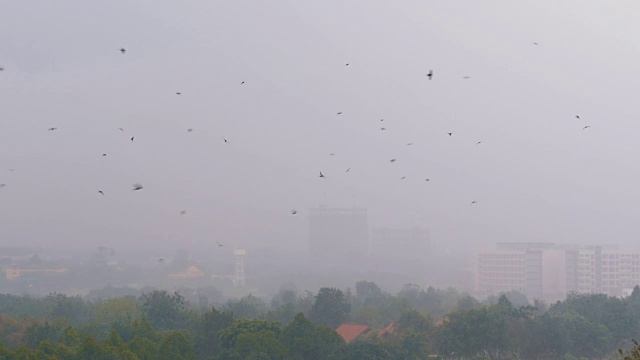 丛林中的热带雨。燕子和鸟儿在雨中飞翔视频素材