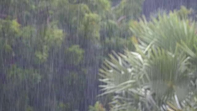 热带暴雨在丛林背景下的绿色森林与一棵棕榈树视频素材