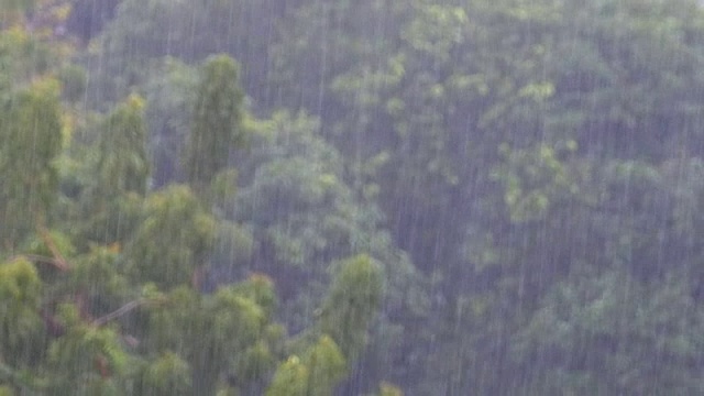 热带暴雨在丛林背景下的绿色森林与一棵棕榈树视频素材