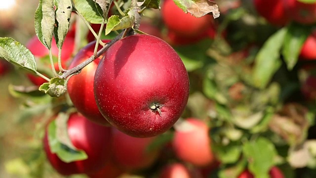 红苹果、平移视频素材