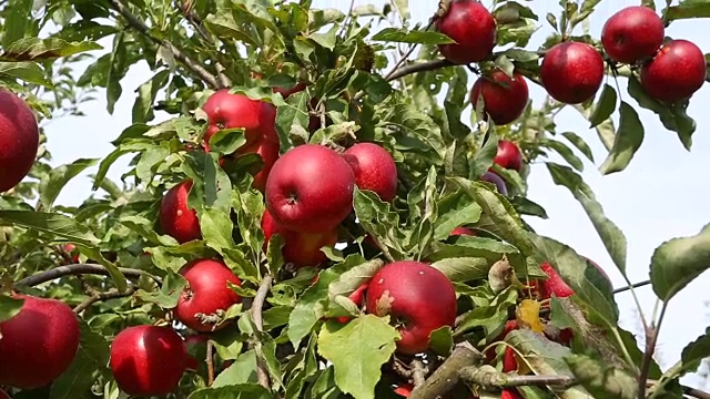 红苹果、平移视频素材