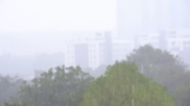 热带雨林中的热带雨背景。燕子和鸟儿在雨中飞翔视频素材