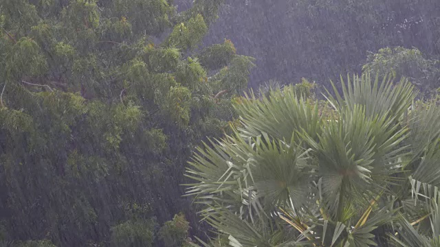 热带暴雨在丛林背景下的绿色森林与一棵棕榈树视频素材