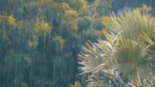 热带暴雨在丛林背景下的绿色森林与一棵棕榈树视频素材