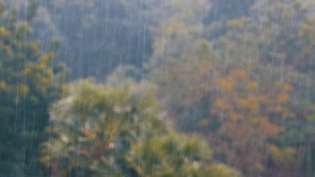 热带暴雨在丛林背景下的绿色森林与一棵棕榈树视频素材