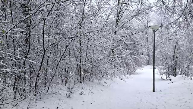 森林小路上的雪视频素材