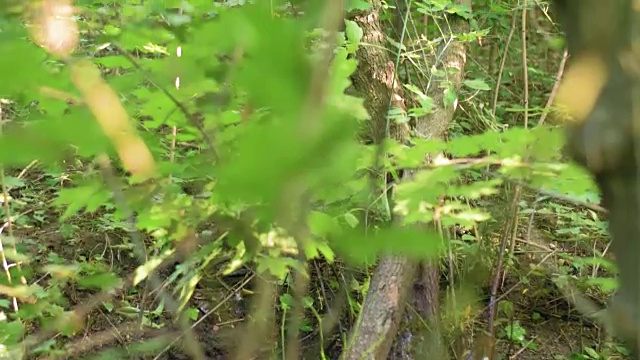 水从森林的地面涌出视频下载