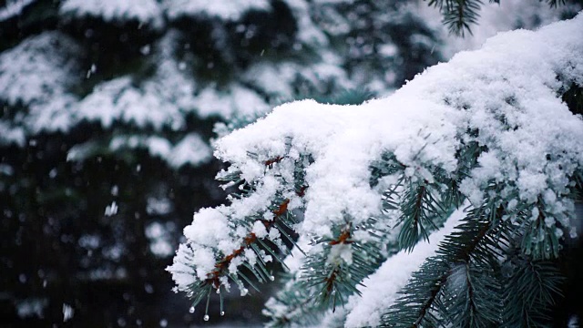 雪花落在冷杉树枝上视频素材