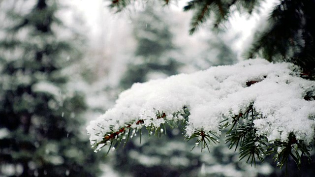 雪花落在冷杉树枝上视频素材