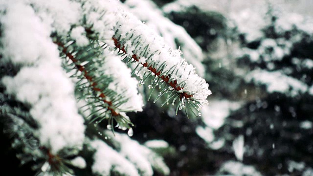 雪花落在冷杉树枝上视频素材