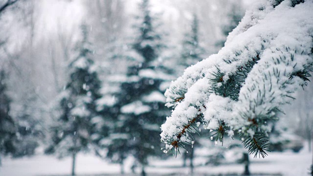 雪花落在冷杉树枝上视频素材