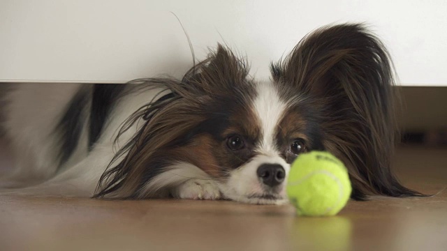 在起居室的录像中，狗蝶耳犬在床下寻找，试图到达球视频素材